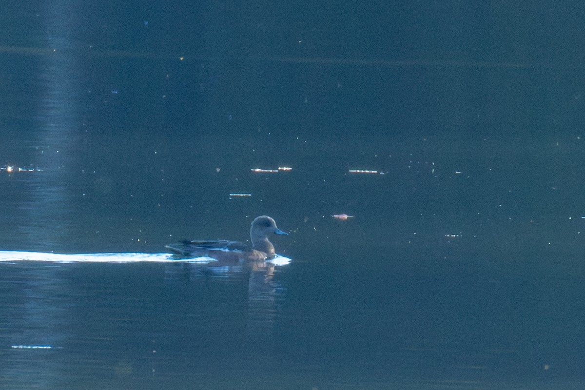 アメリカヒドリ - ML644757060