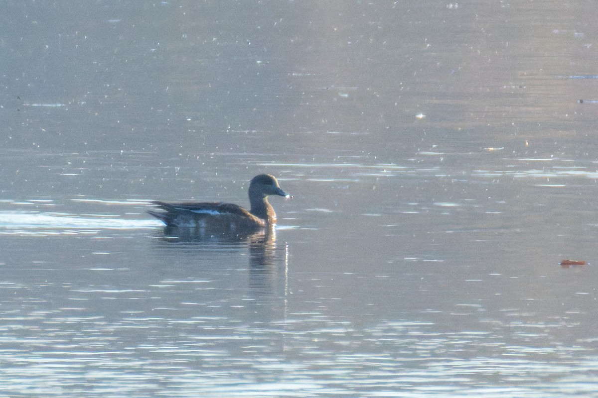 アメリカヒドリ - ML644757061