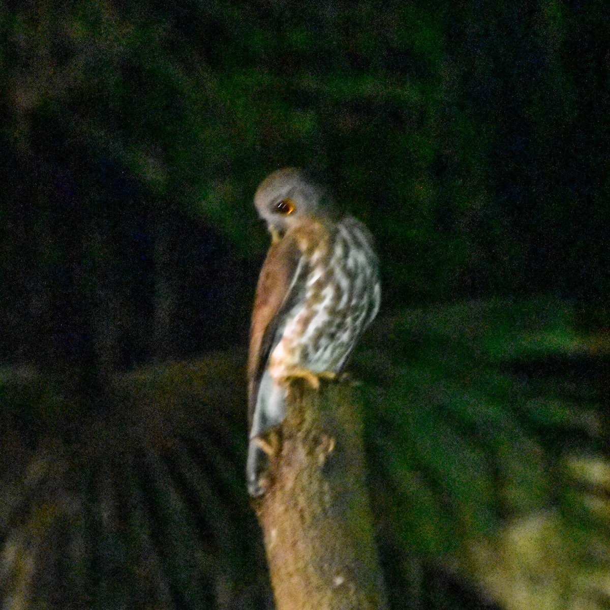 チャイロアオバズク - ML644757062