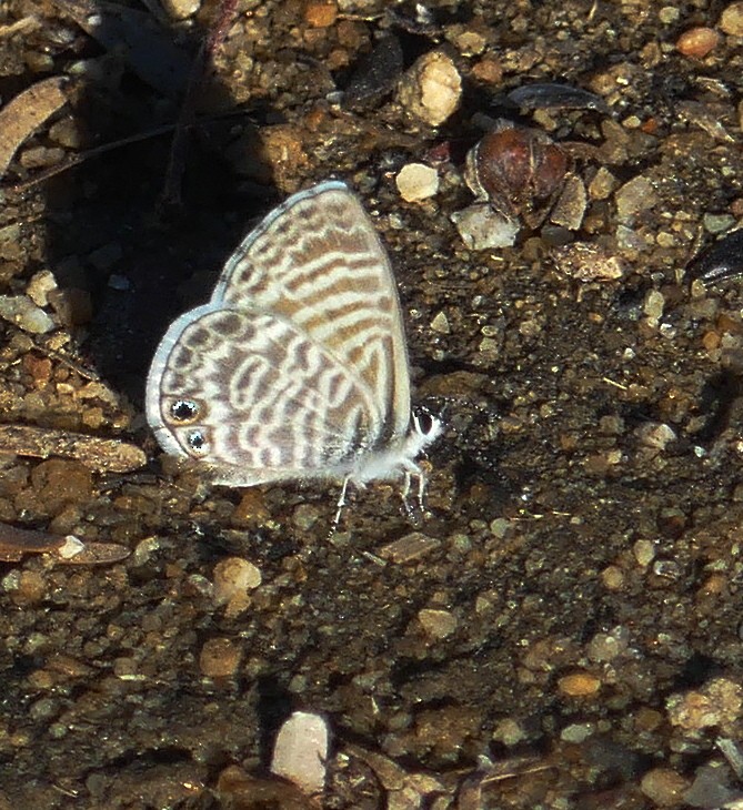 Marine Blue - ML644757066