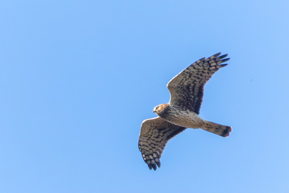 Northern Harrier - ML644757076