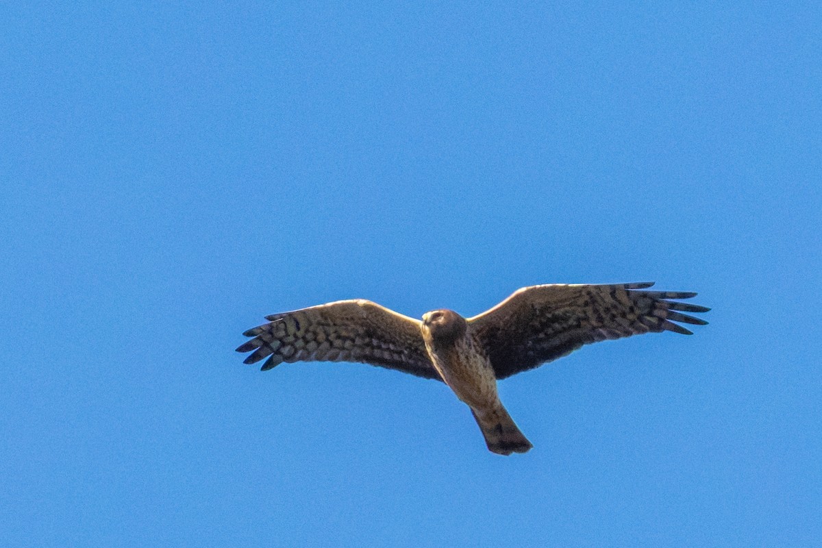 Northern Harrier - ML644757077