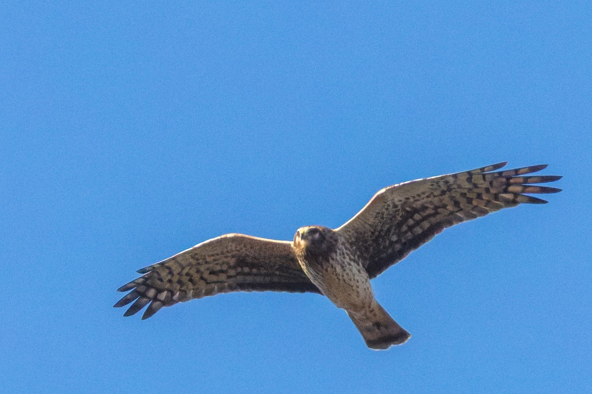 Northern Harrier - ML644757078