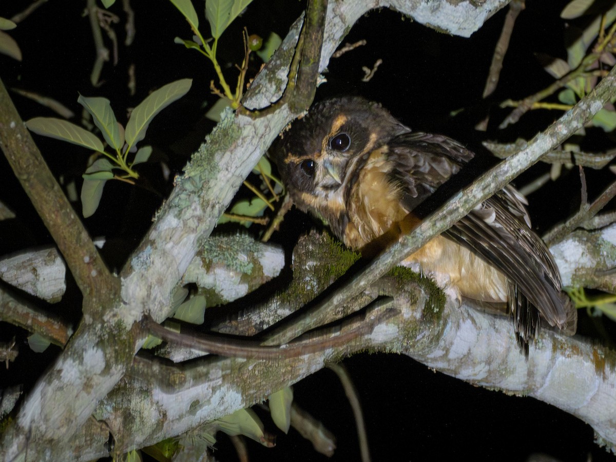 Tawny-browed Owl - ML644757086