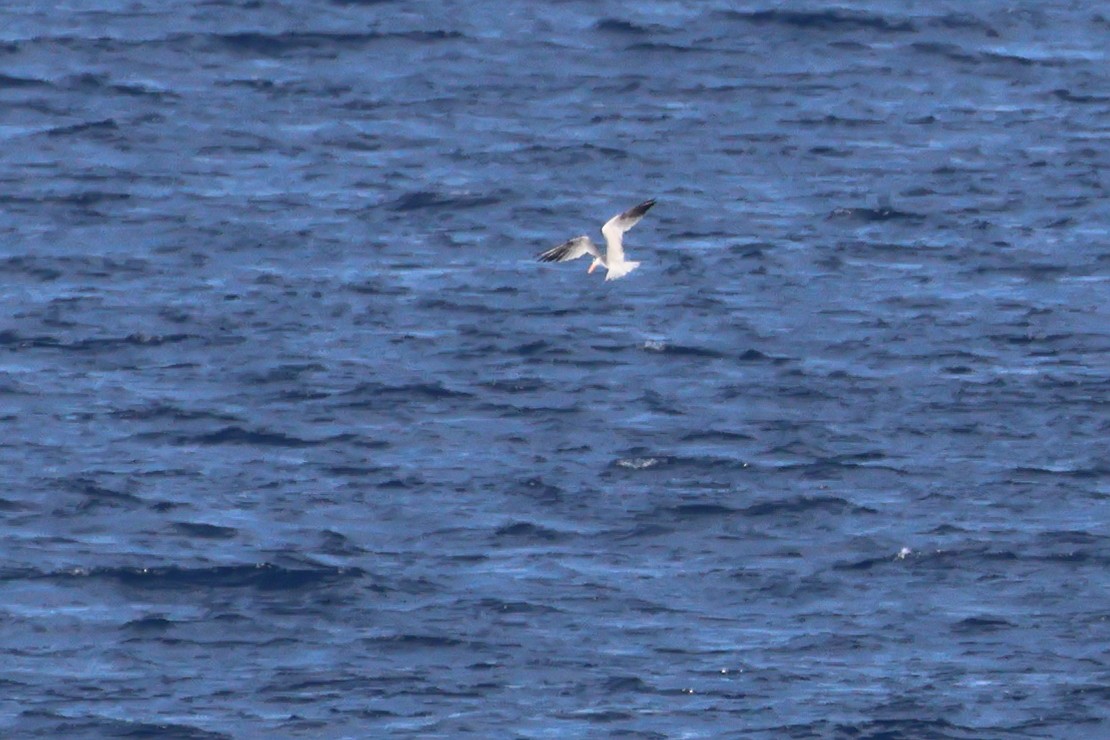 Bengalako txenada - ML644757089