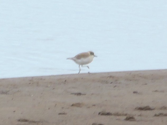 White-fronted Plover - ML644757091