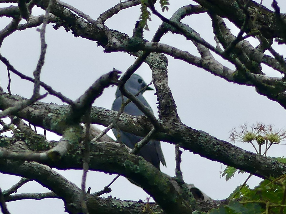 Gray Cuckooshrike - ML644757092