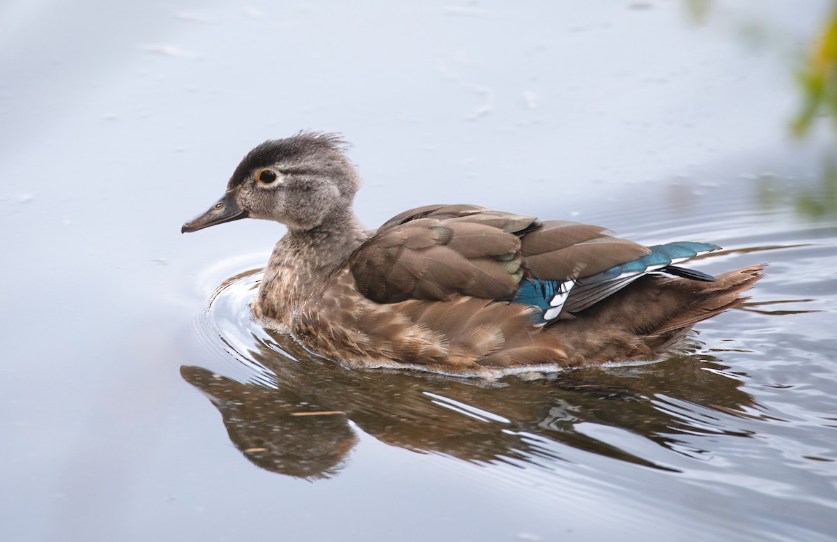 Wood Duck - ML644757093