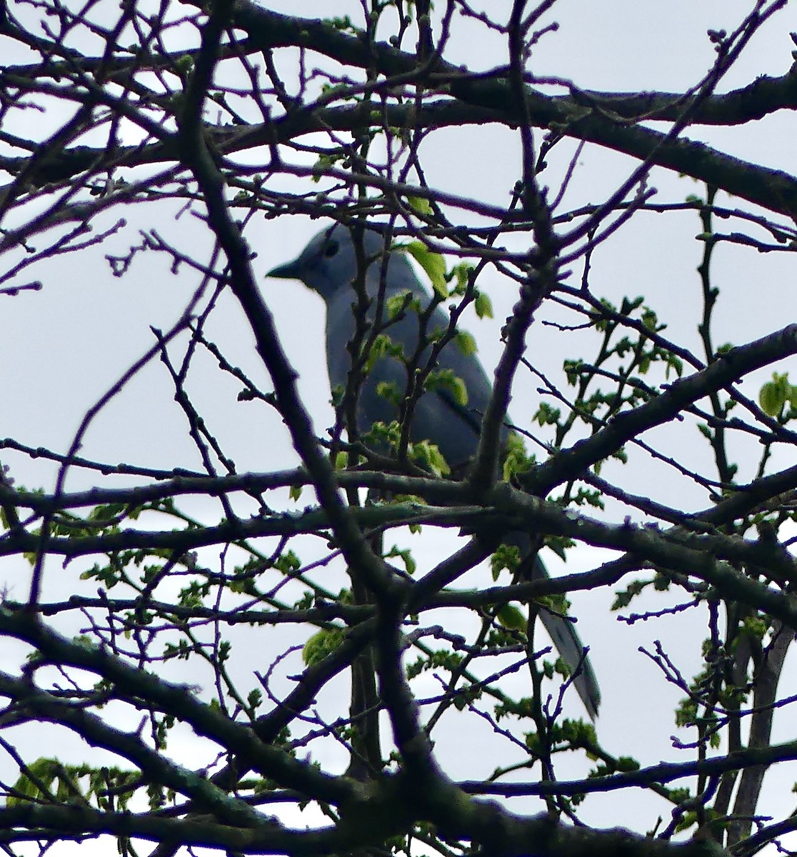 Gray Cuckooshrike - ML644757094