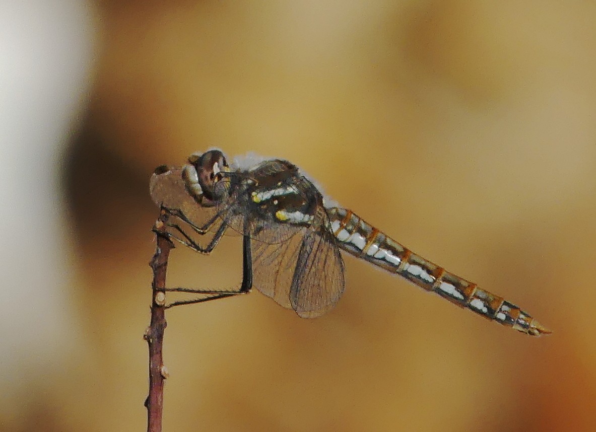 Variegated Meadowhawk - ML644757102