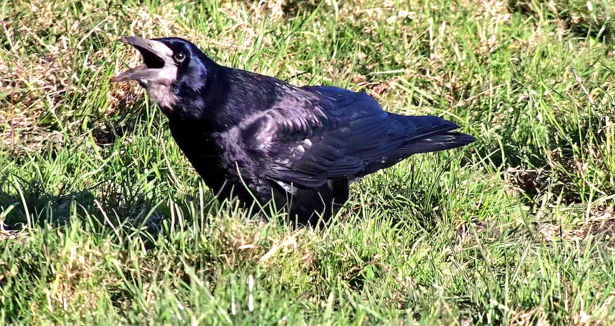 Ekin Kargası - ML644757115