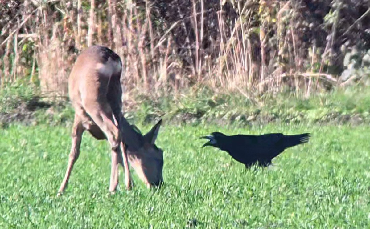 Ekin Kargası - ML644757117