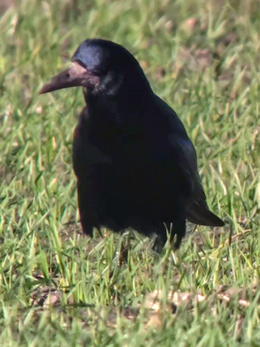 Ekin Kargası - ML644757118