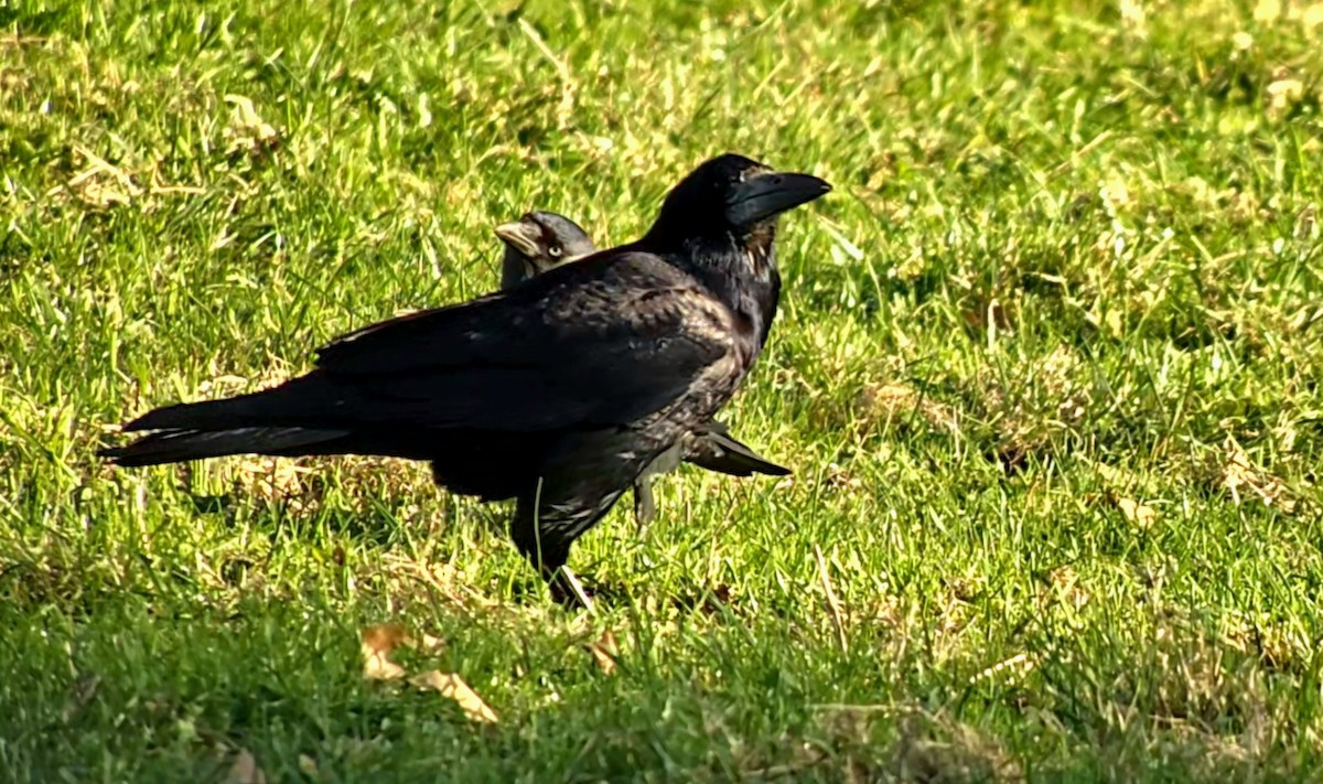 Ekin Kargası - ML644757119