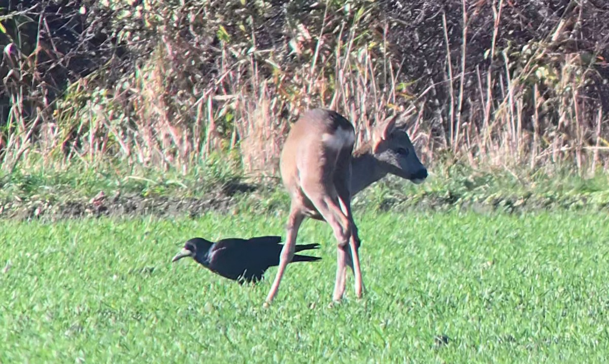 Ekin Kargası - ML644757120