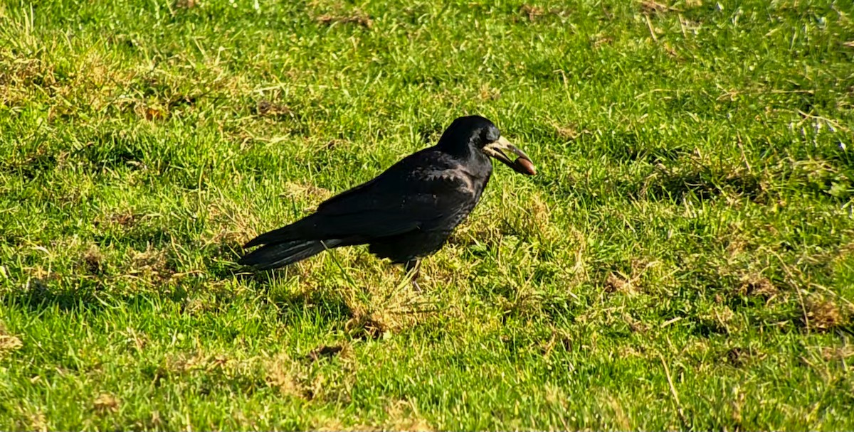 Ekin Kargası - ML644757121