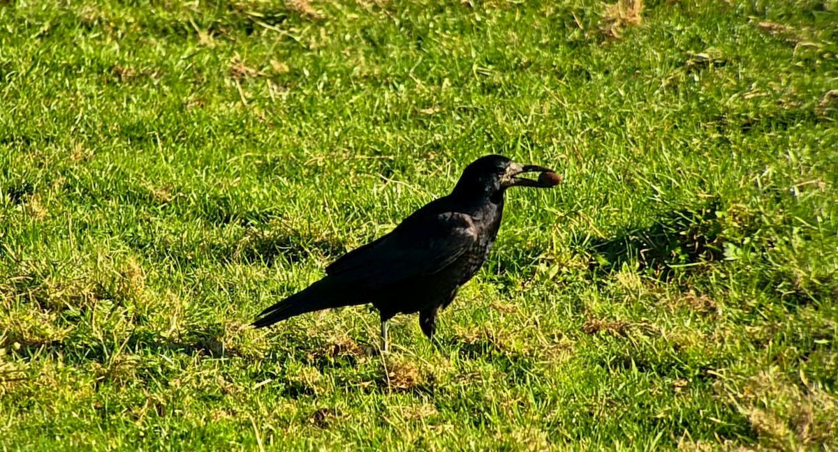 Ekin Kargası - ML644757122