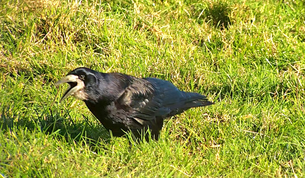 Ekin Kargası - ML644757123