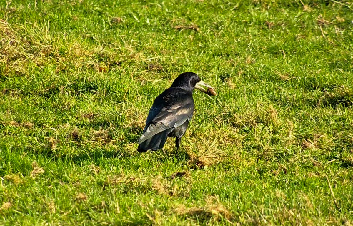 Ekin Kargası - ML644757125