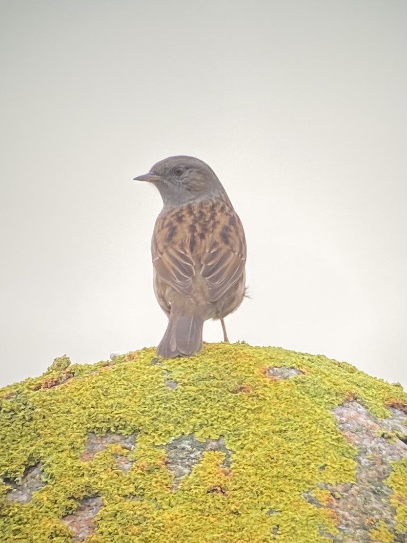 סתרי מצוי - ML644757147