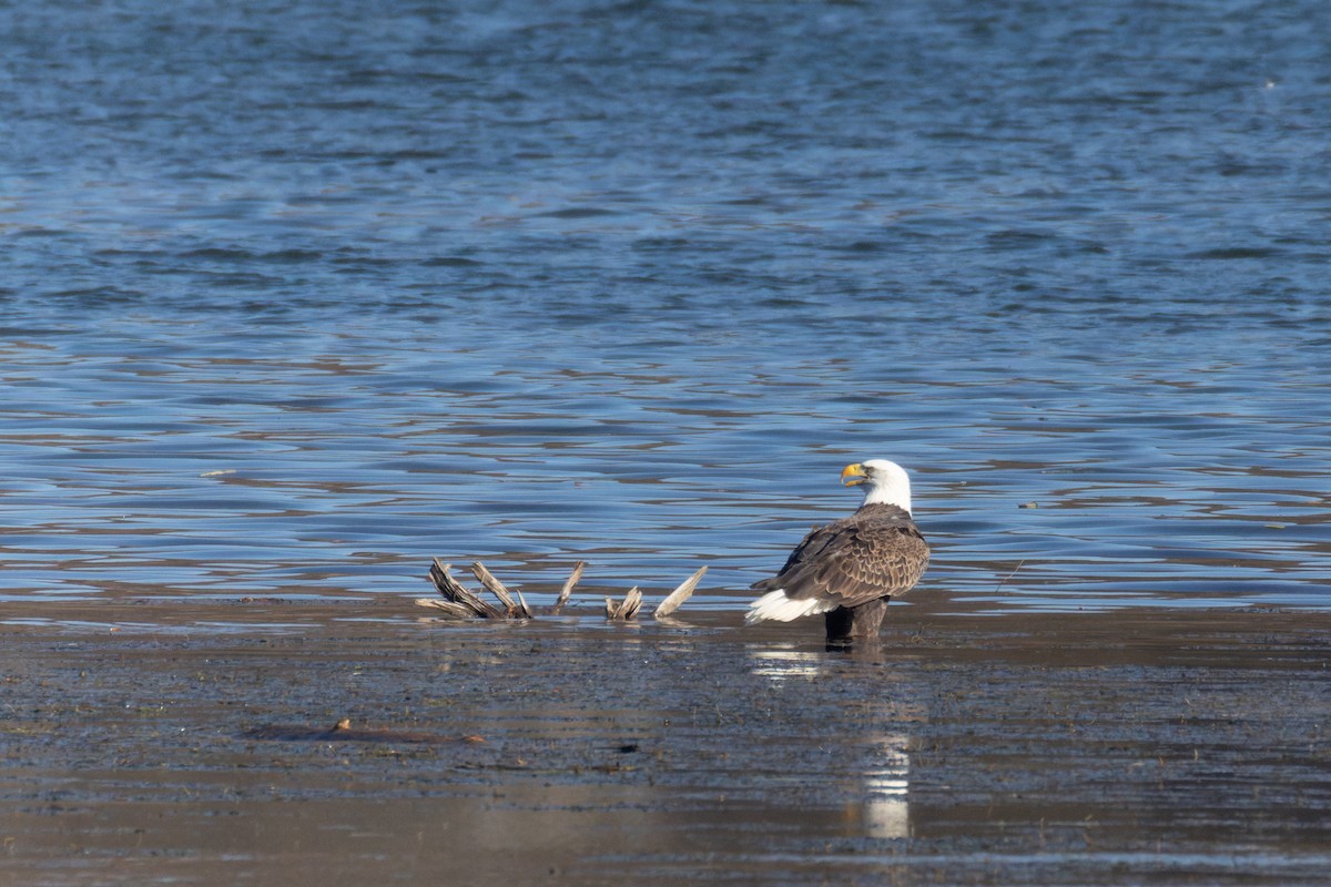Bald Eagle - ML644757149