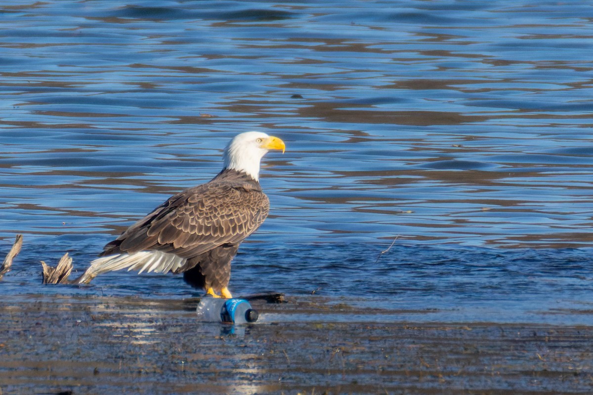 Bald Eagle - ML644757150