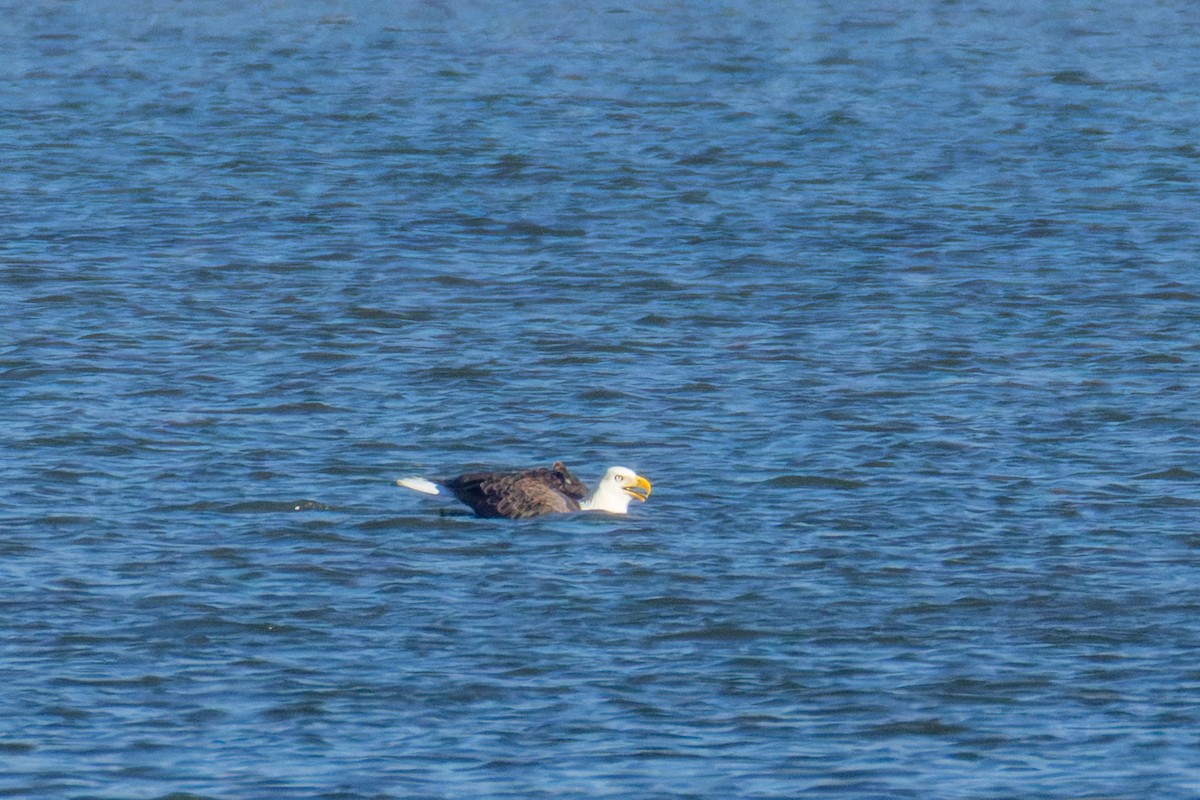 Bald Eagle - ML644757151