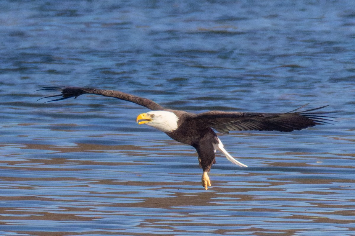 Bald Eagle - ML644757152