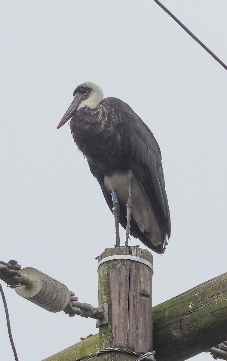 African Woolly-necked Stork - ML644757154