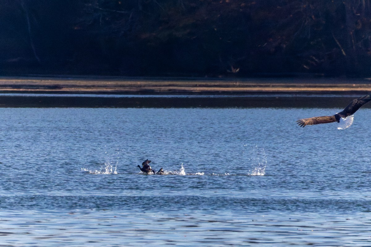 American Coot - ML644757165