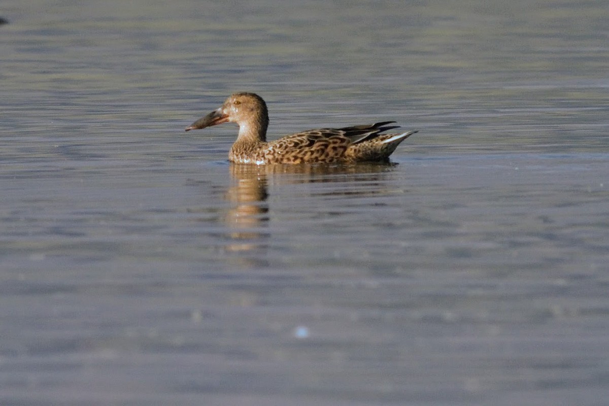 Широконоска - ML644757168