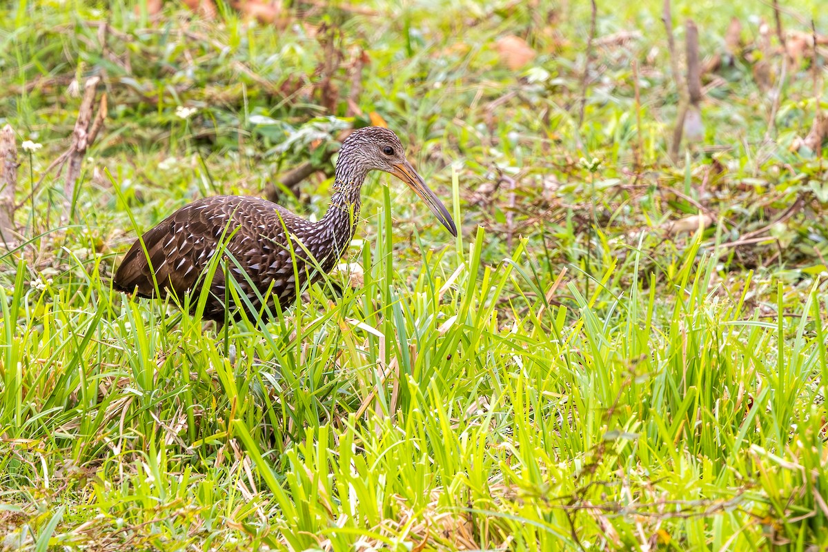 ツルモドキ - ML644757169