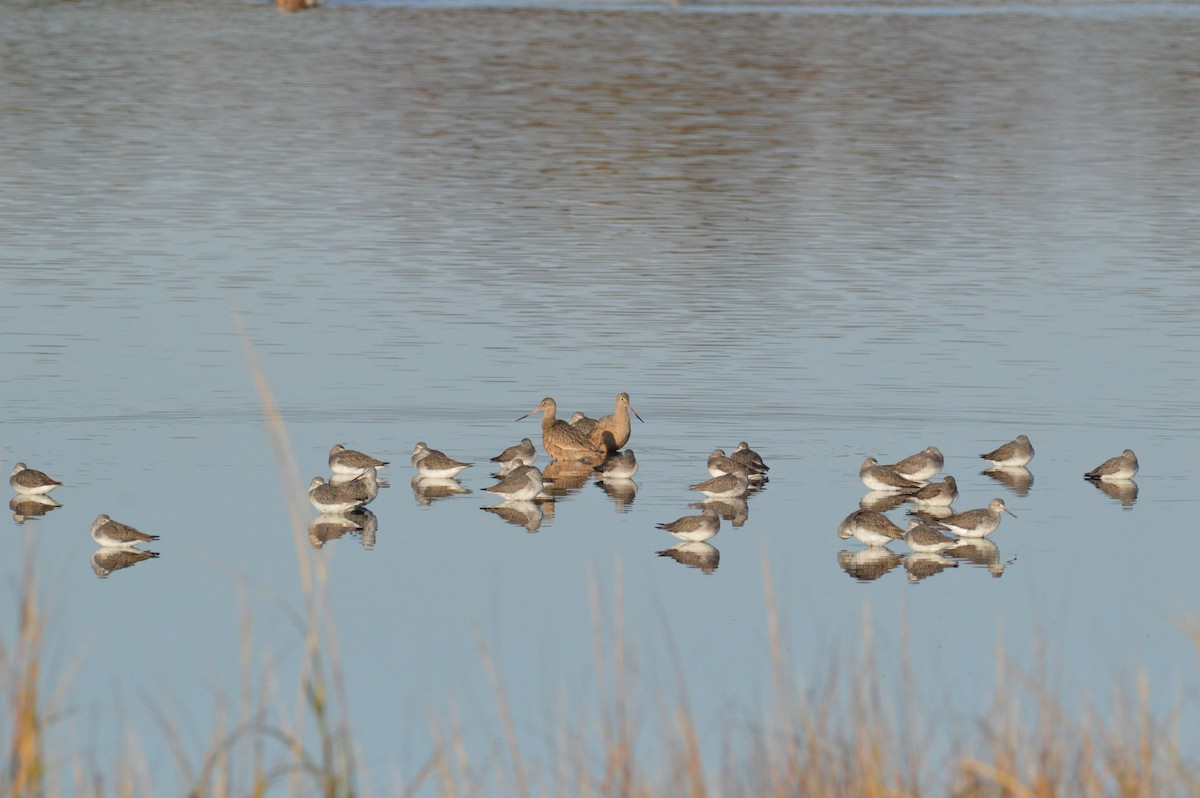 Marbled Godwit - ML644757177