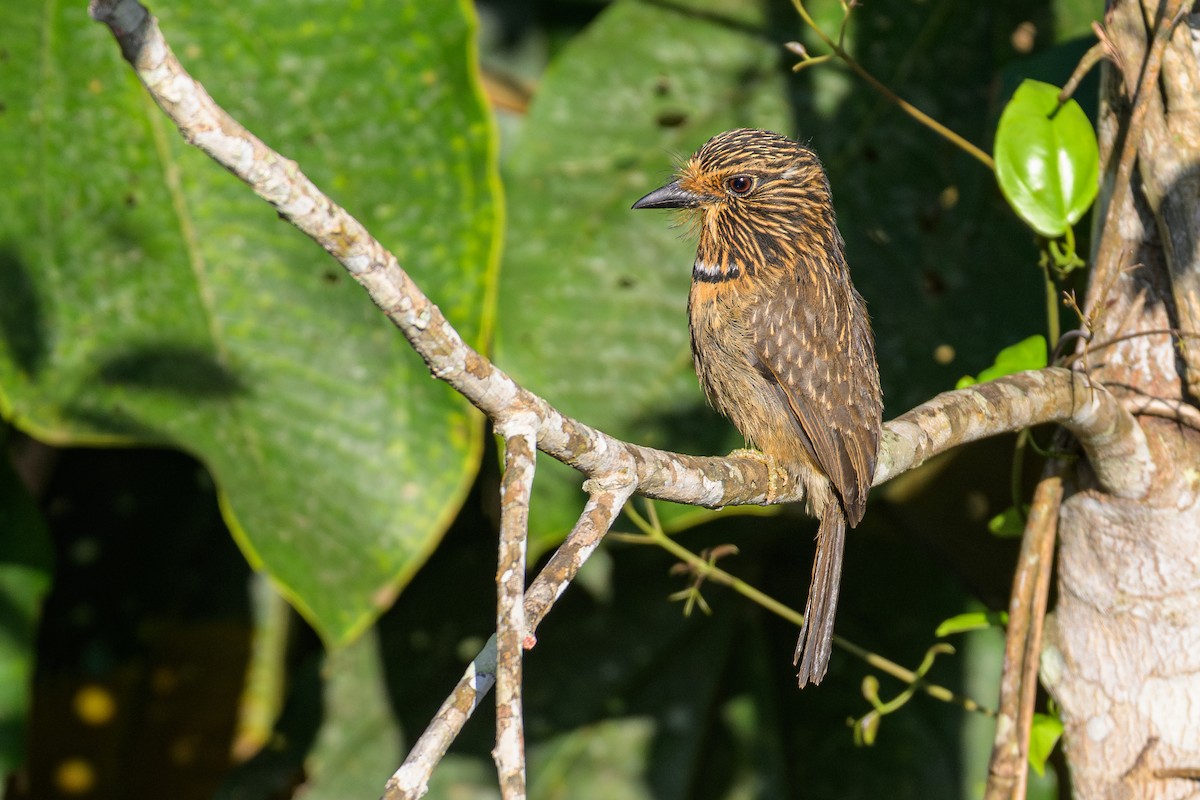 Crescent-chested Puffbird - ML644757181
