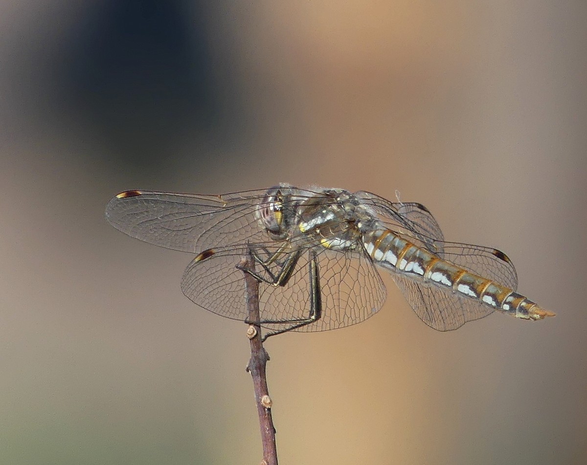 Variegated Hawkmoth - ML644757182