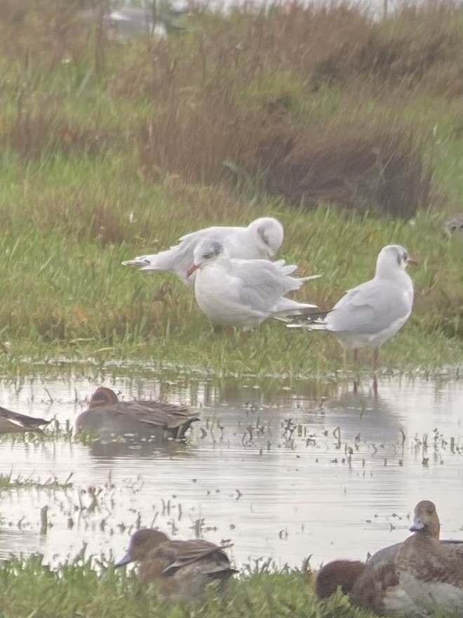 racek černohlavý - ML644757186