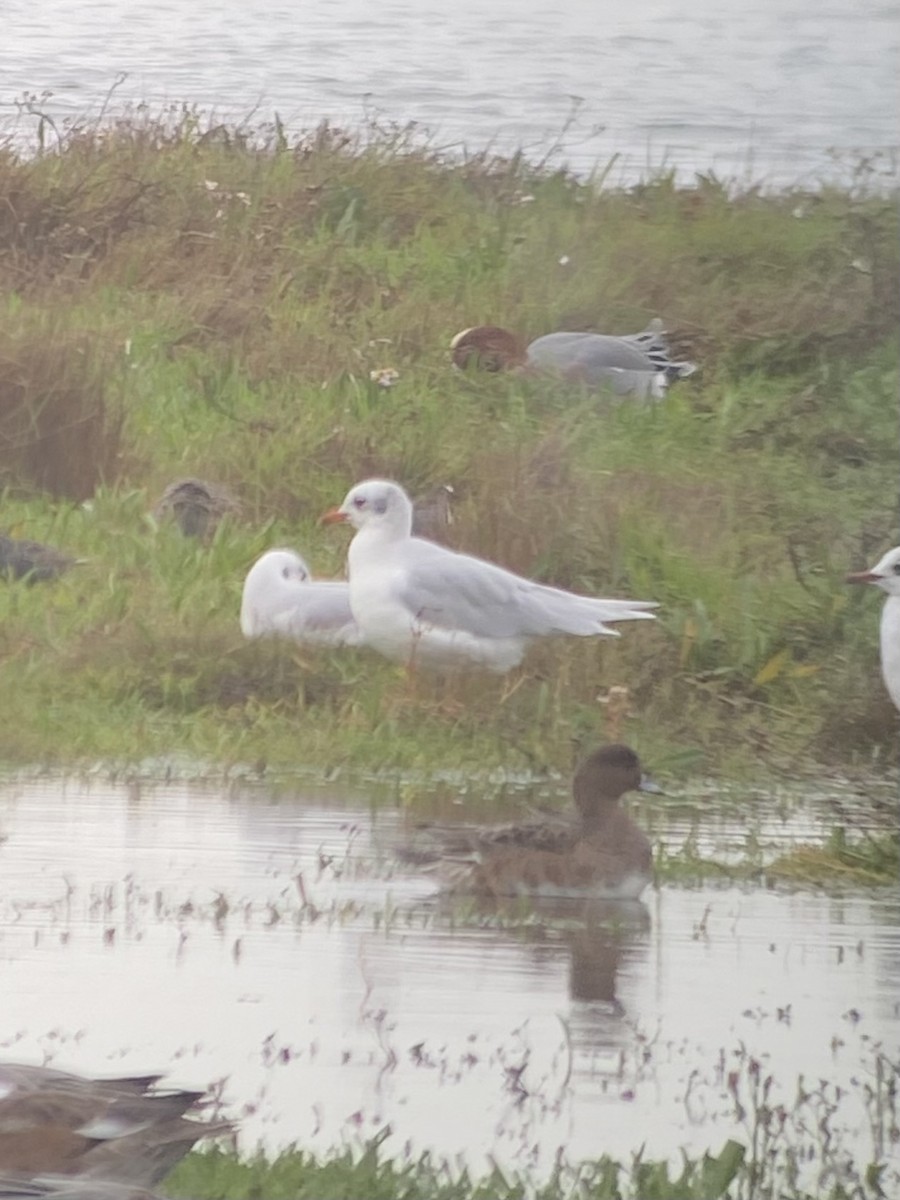 racek černohlavý - ML644757187