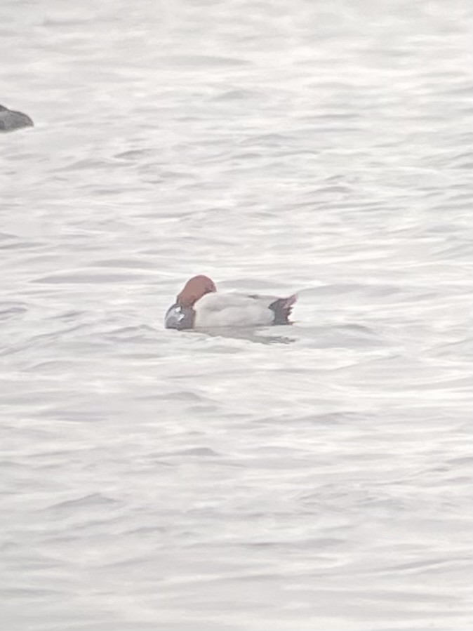 taffeland - ML644757206