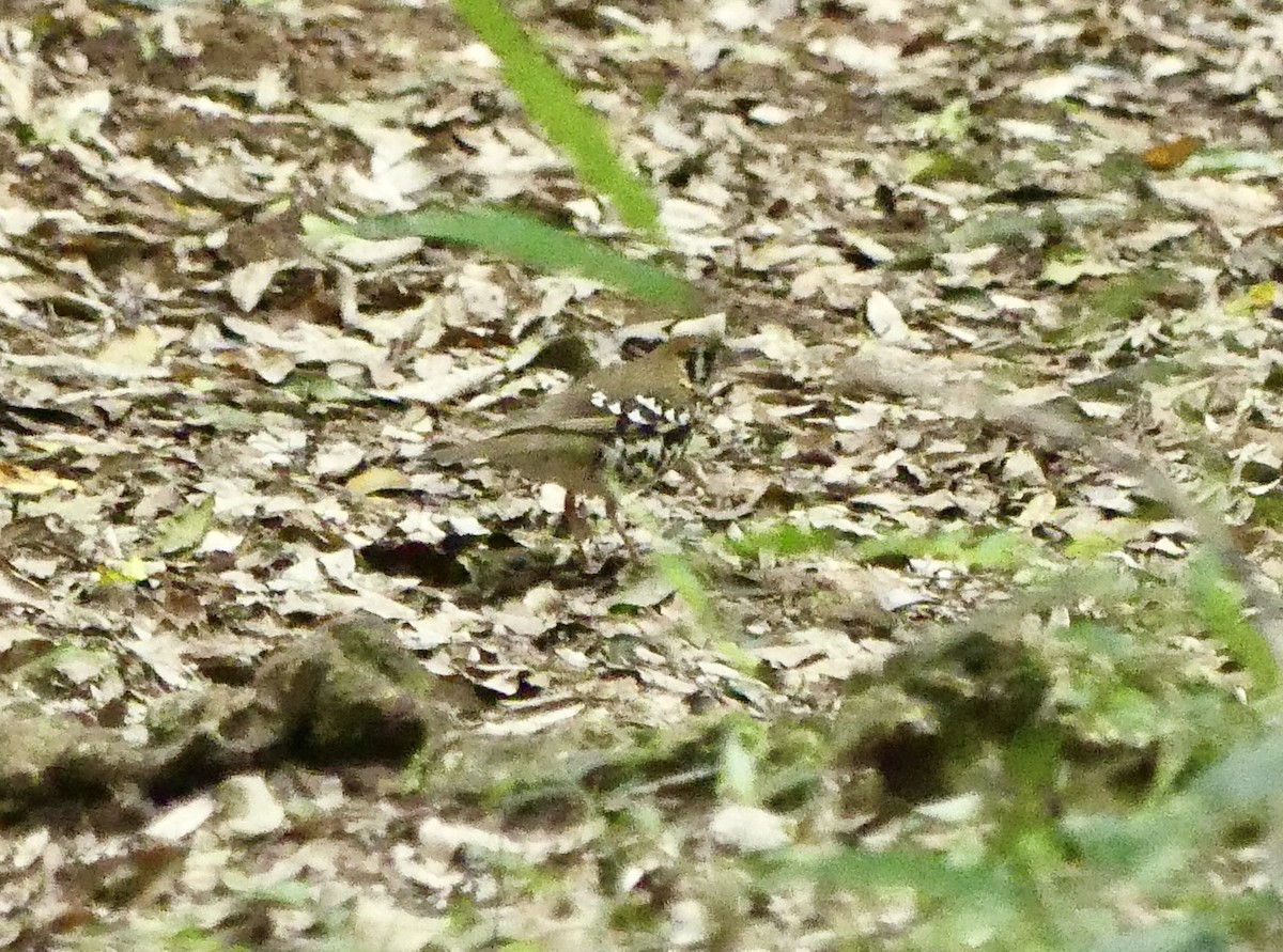 drozd kropenatý [skupina guttata] - ML644757216