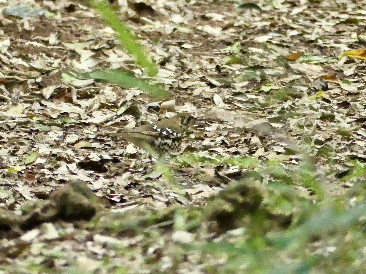 drozd kropenatý [skupina guttata] - ML644757217