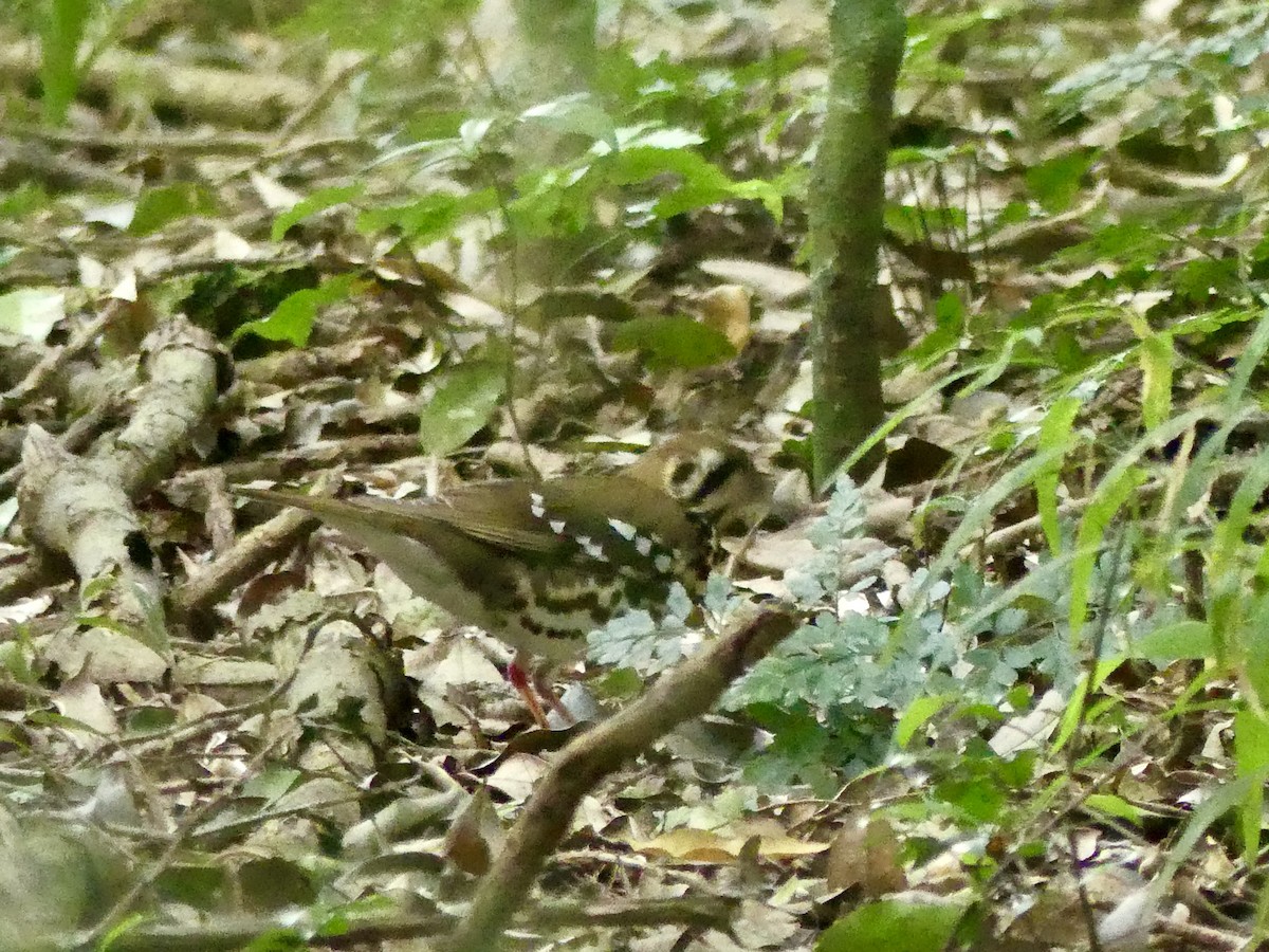 drozd kropenatý [skupina guttata] - ML644757218