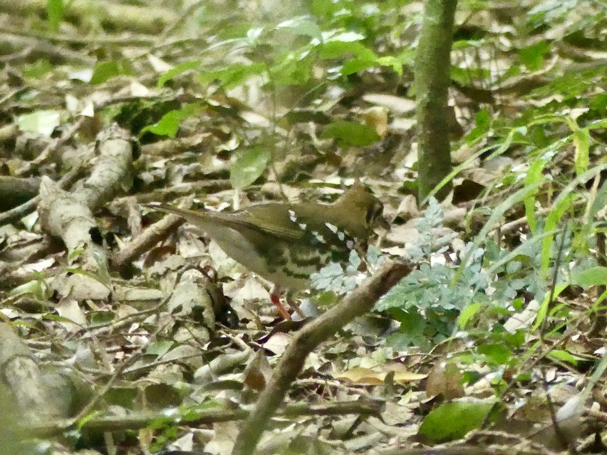 drozd kropenatý [skupina guttata] - ML644757219