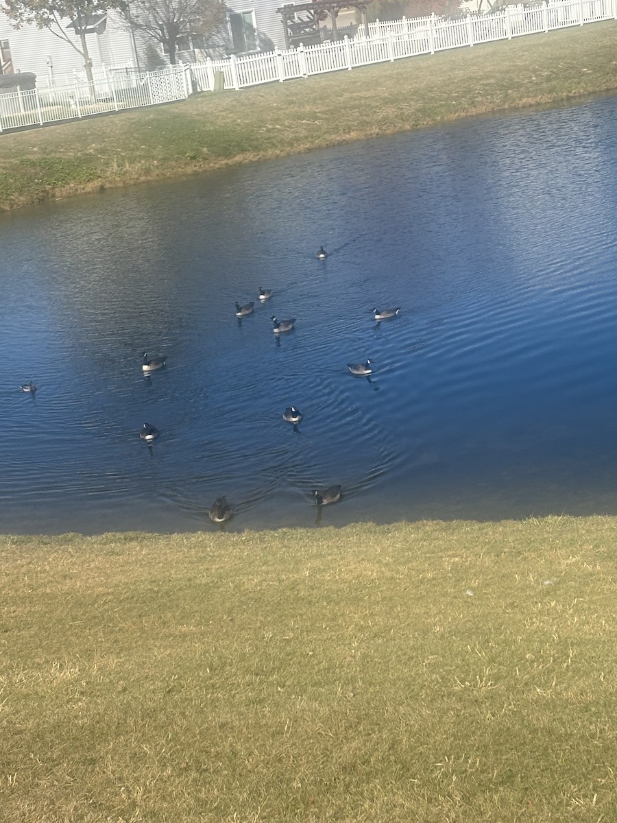 Canada Goose - ML644757221