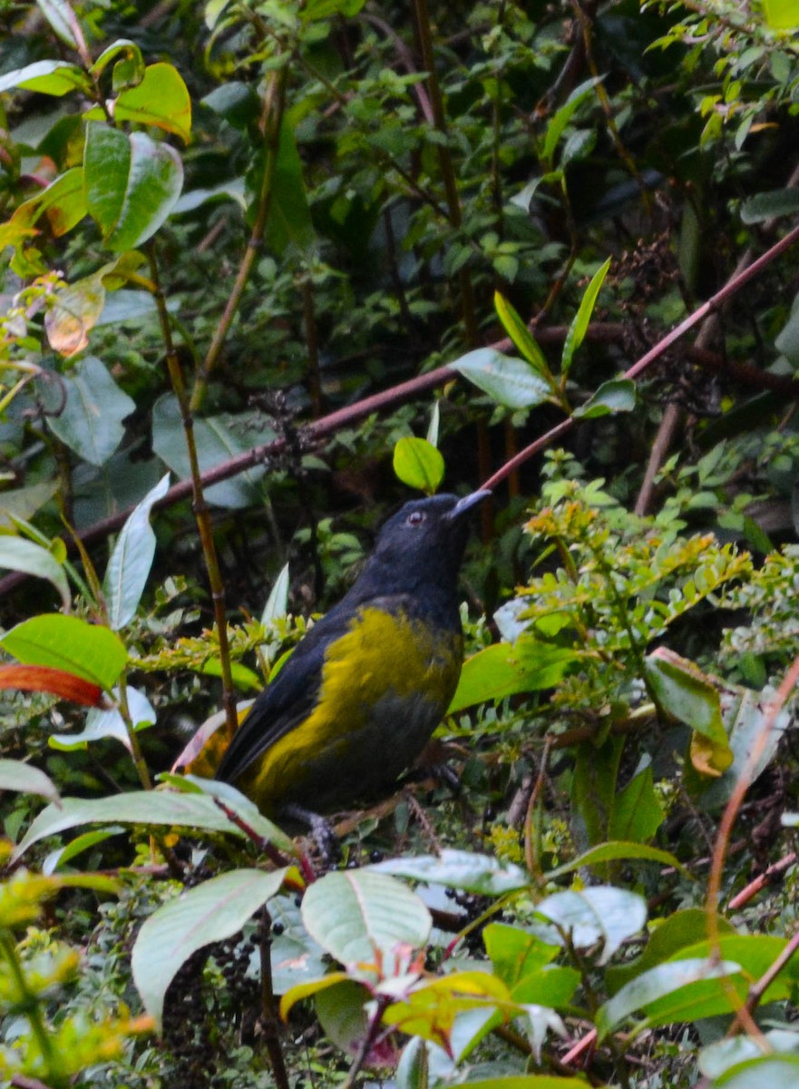 Phénoptile noir et jaune - ML644757224