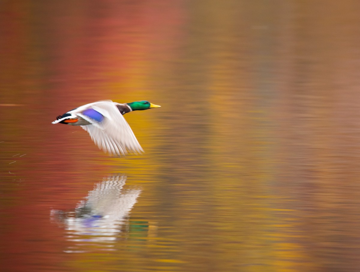 Зэрлэг нугас - ML644757228