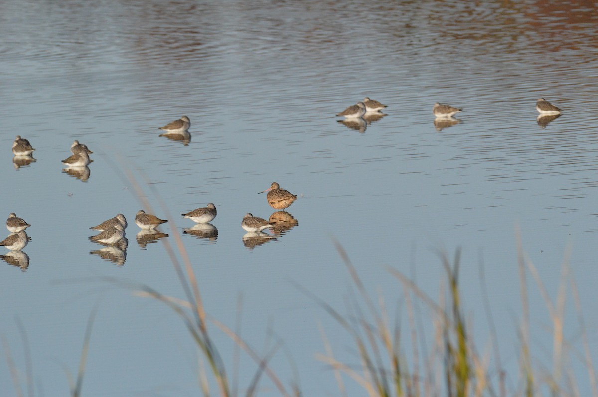 Marbled Godwit - ML644757229