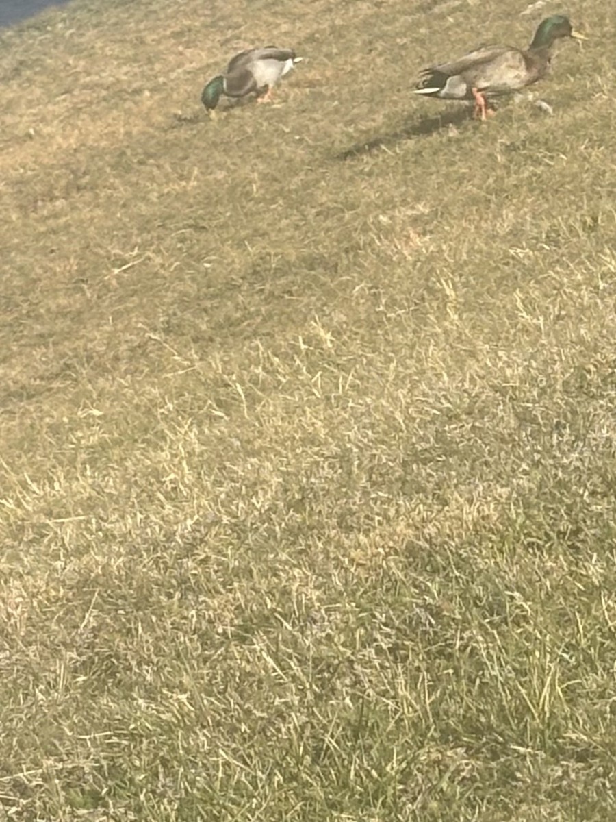 Mallard - ML644757240