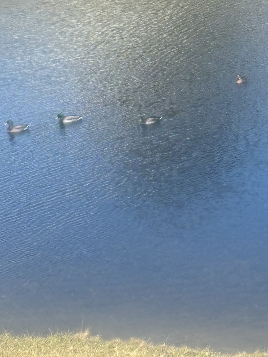 Mallard - ML644757241