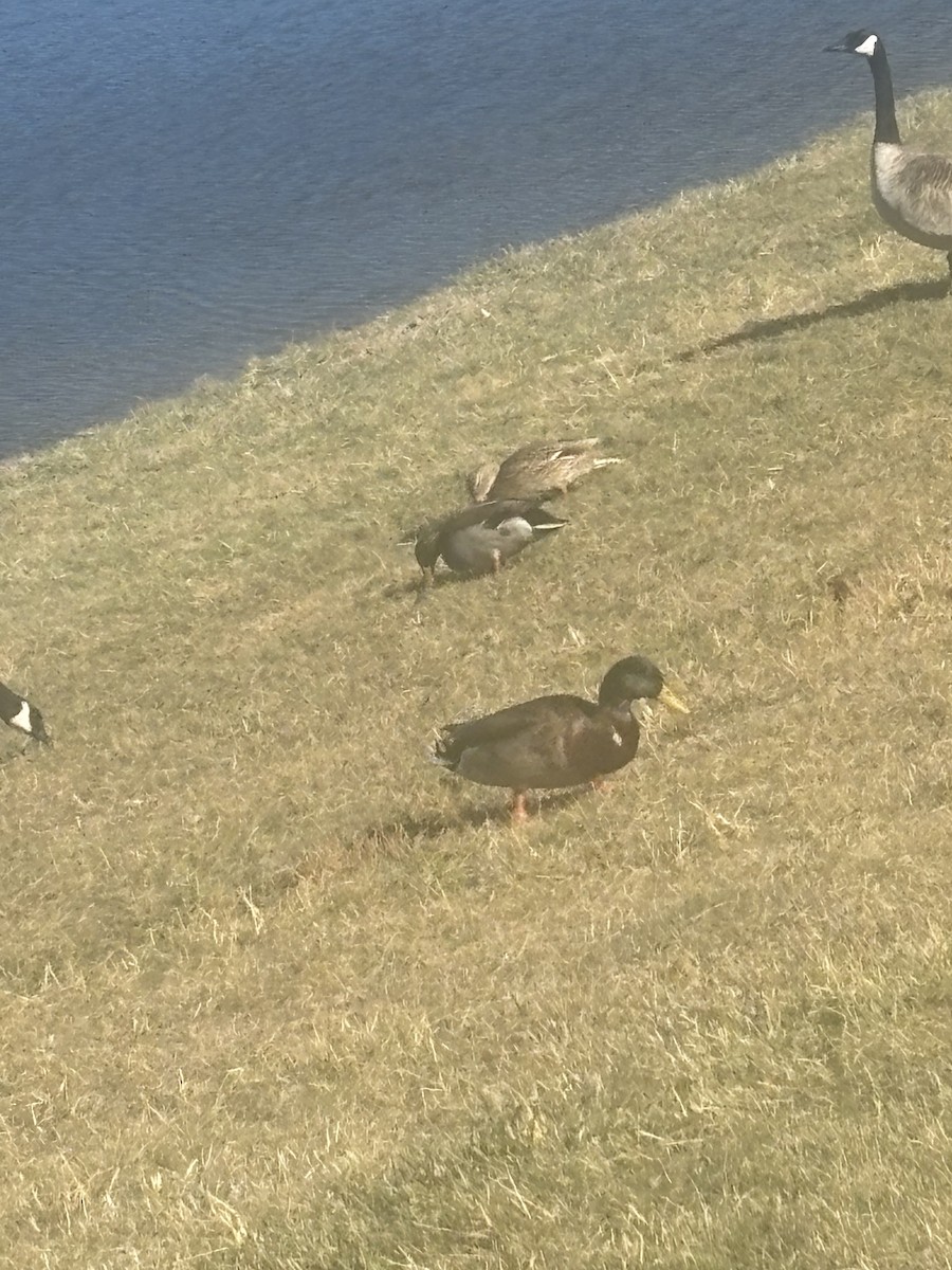 Mallard - ML644757242