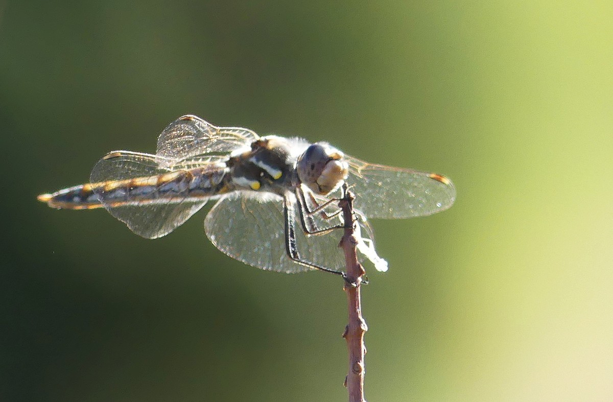 Variegated Meadowhawk - ML644757248